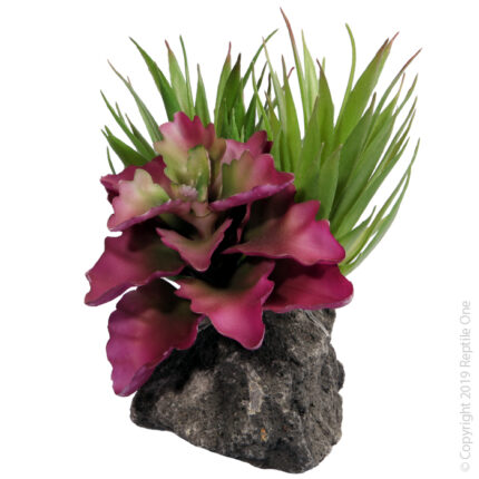 Tillandsia Garden with Pumice Base